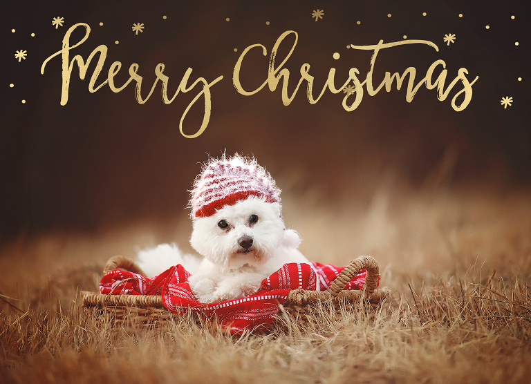 okc-dog-photography-kelly-wilson