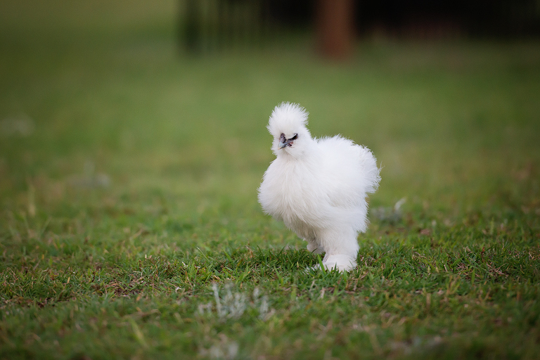 800_4997silkie