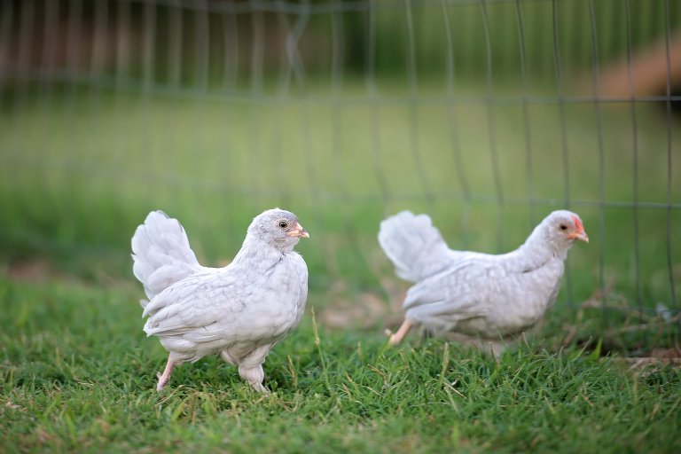 lavender cuckoo d'anver chicks 6 weeks