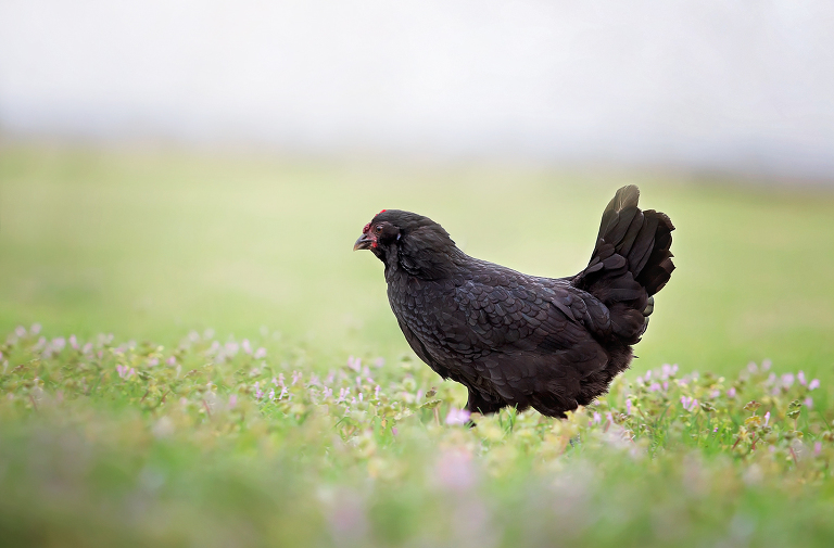 800_0783lucky cropped