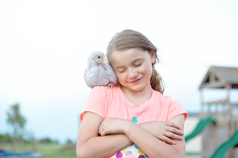 lavender ameraucana chick
